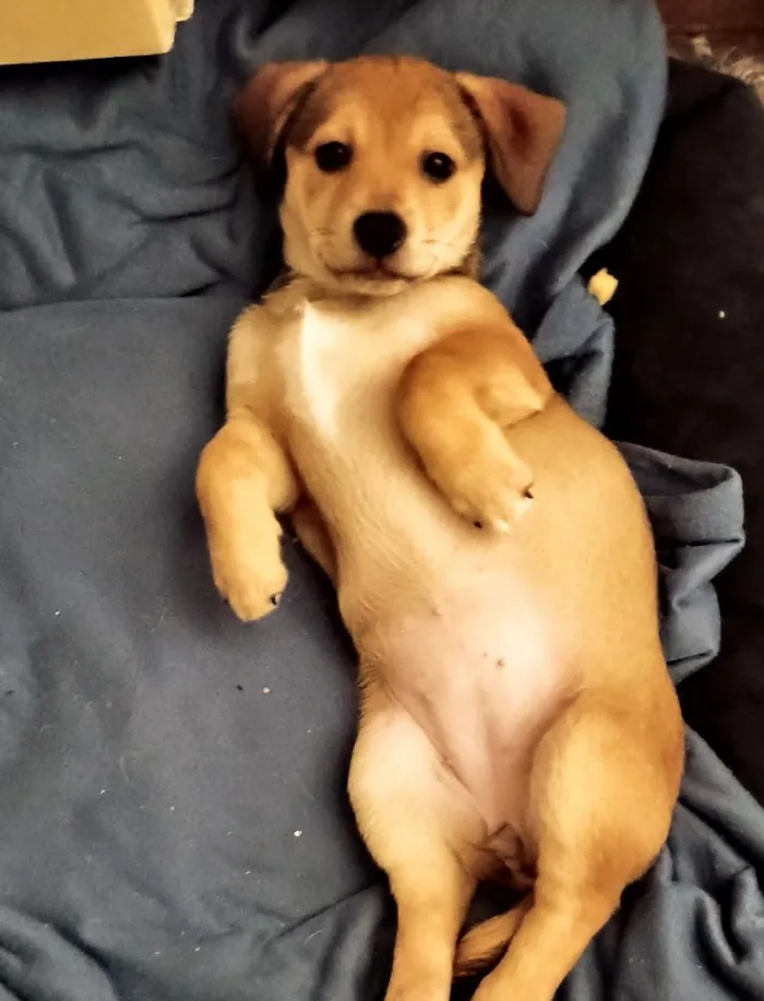 Cachorro raça SRD-ViraLata idade 2 a 6 meses nome Pity 