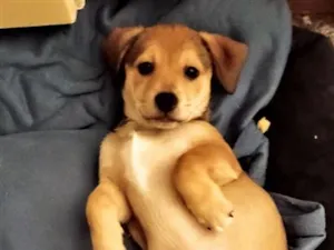 Cachorro raça SRD-ViraLata idade 2 a 6 meses nome Pity 