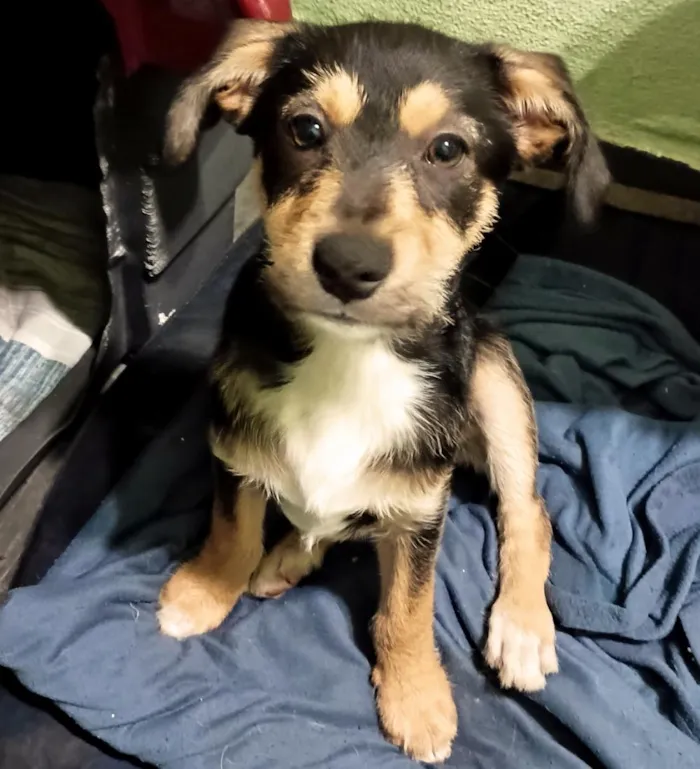 Cachorro raça SRD-ViraLata idade 2 a 6 meses nome Zezinho 