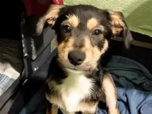 Cachorro raça SRD-ViraLata idade 2 a 6 meses nome Zezinho 