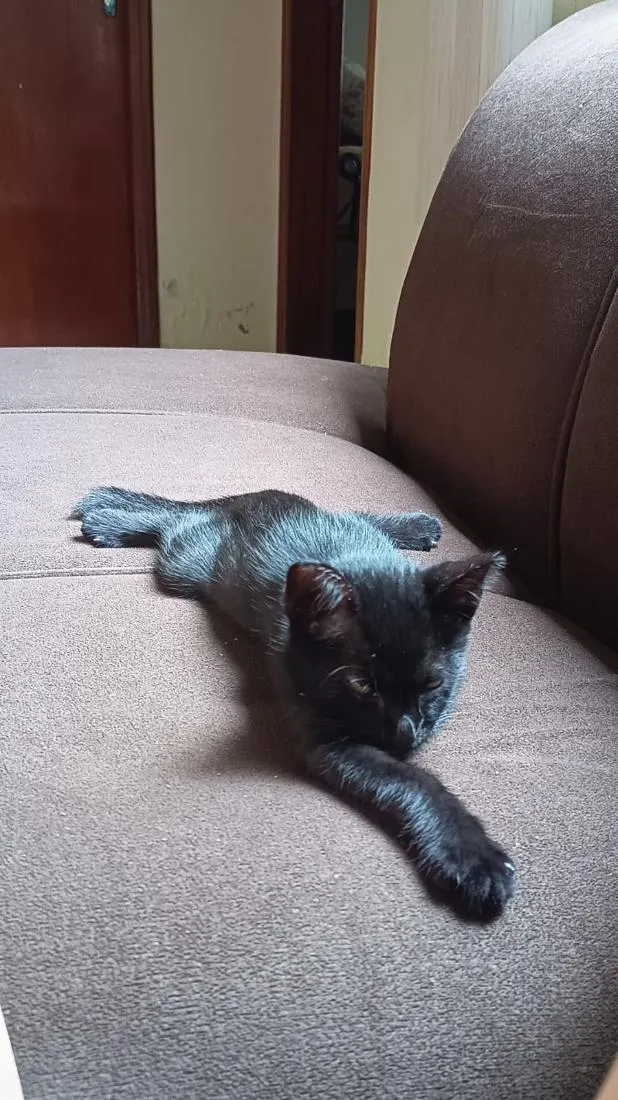 Gato raça SRD-ViraLata idade 2 a 6 meses nome Banguela