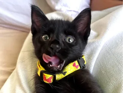Gato raça SRD-ViraLata idade 2 a 6 meses nome Banguela