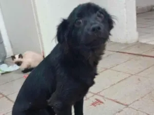 Cachorro raça SRD-ViraLata idade 2 a 6 meses nome noeli
