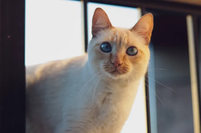Gato raça SRD-ViraLata idade 4 anos nome Veronica