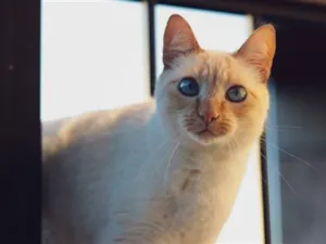 Gato raça SRD-ViraLata idade 4 anos nome Veronica