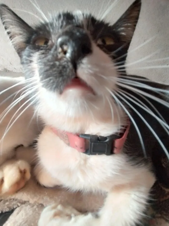 Gato raça SRD-ViraLata idade 6 ou mais anos nome Lazuli