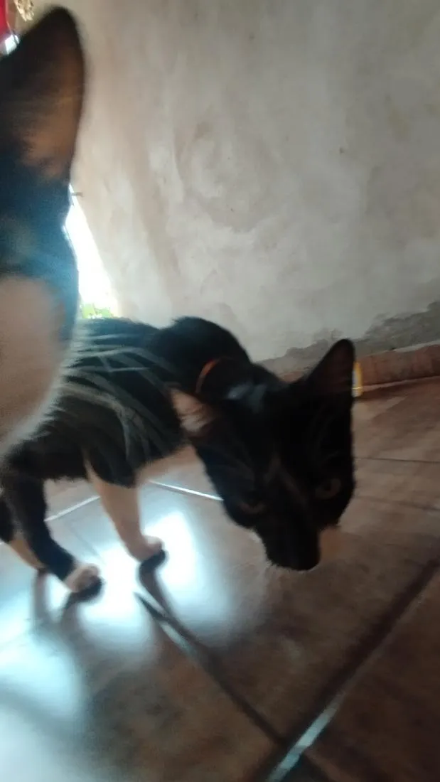 Gato raça SRD-ViraLata idade 6 ou mais anos nome Lazuli