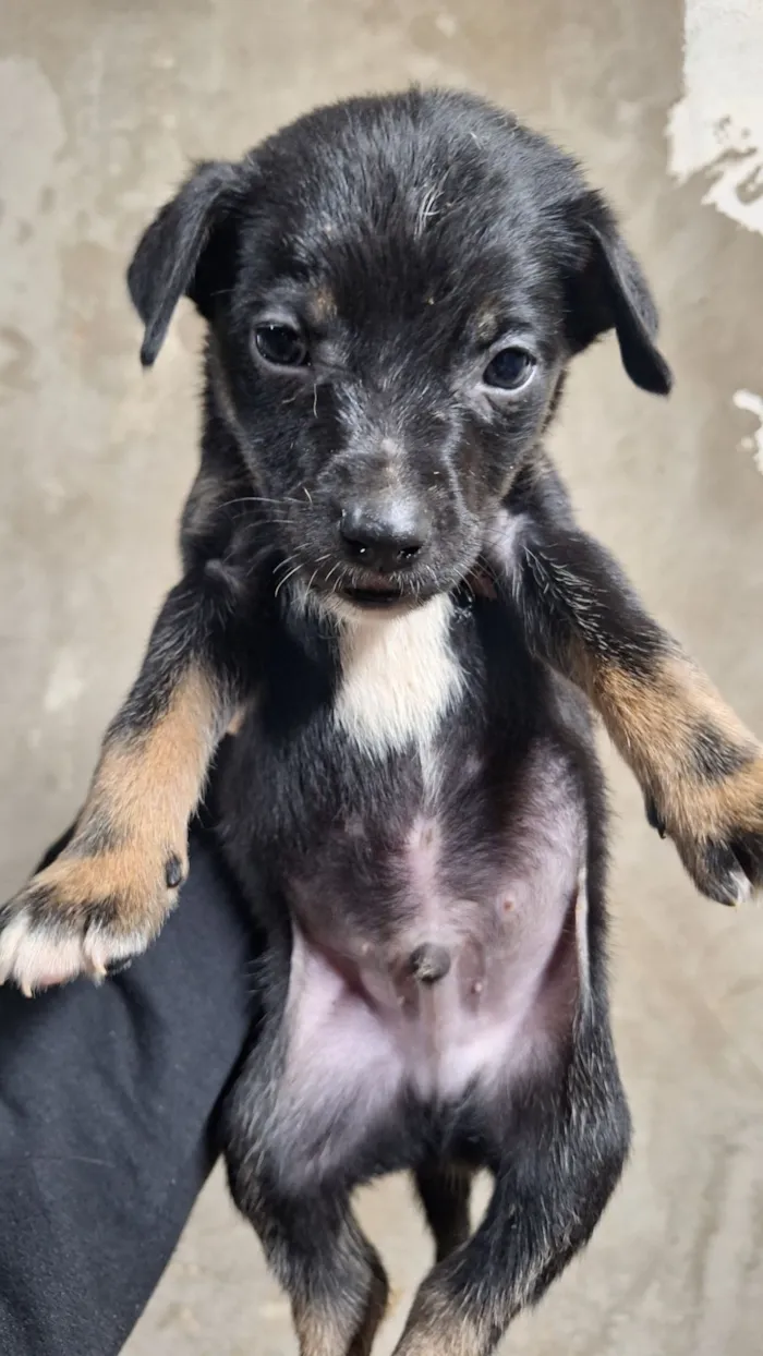 Cachorro raça SRD-ViraLata idade Abaixo de 2 meses nome não tem