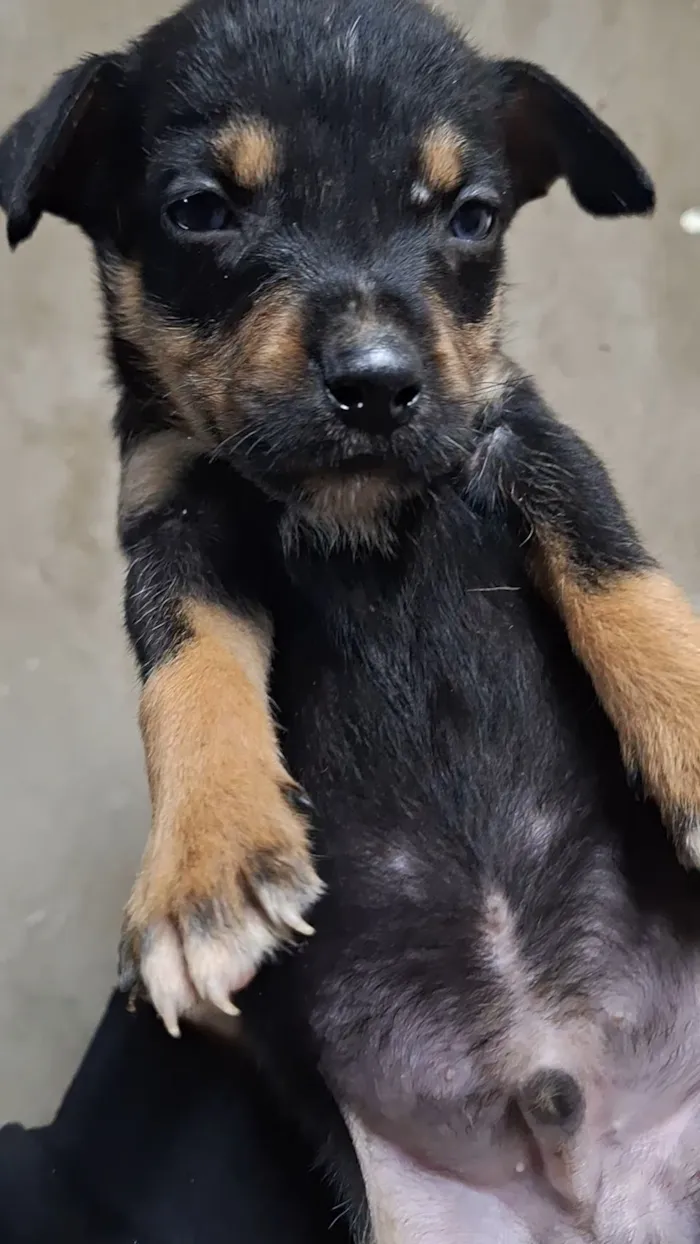 Cachorro raça SRD-ViraLata idade Abaixo de 2 meses nome não tem