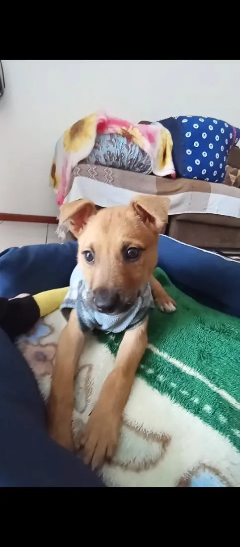 Cachorro raça SRD-ViraLata idade 2 a 6 meses nome Paçoca