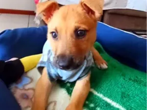 Cachorro raça SRD-ViraLata idade 2 a 6 meses nome Paçoca
