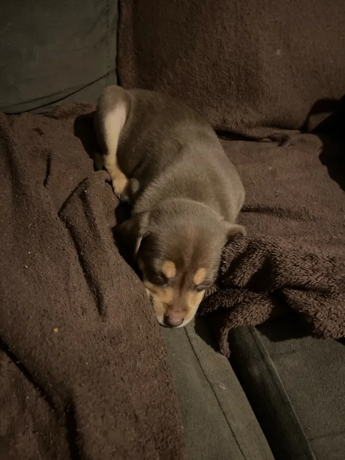 Cachorro raça SRD-ViraLata idade 2 a 6 meses nome Jacob 