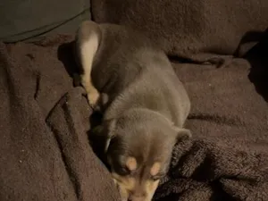Cachorro raça SRD-ViraLata idade 2 a 6 meses nome Jacob 