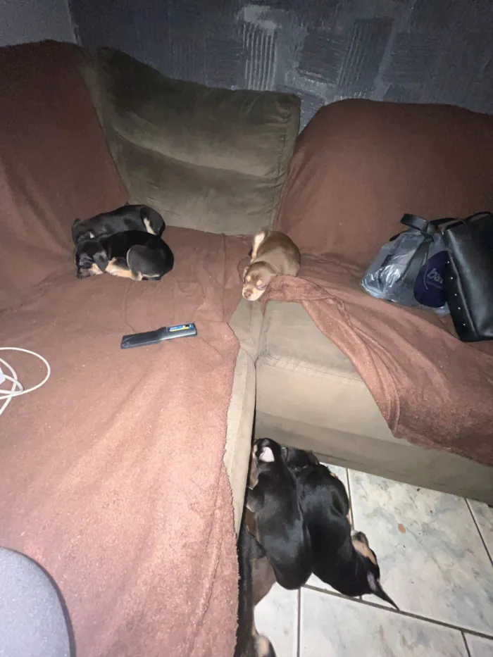 Cachorro raça SRD-ViraLata idade 2 a 6 meses nome Nome ao seu critério 