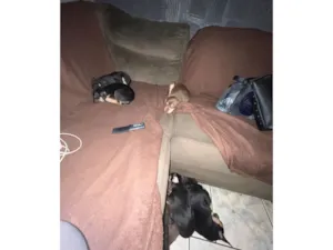 Cachorro raça SRD-ViraLata idade 2 a 6 meses nome Nome ao seu critério 