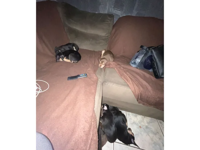 Cachorro raça SRD-ViraLata idade 2 a 6 meses nome Nome ao seu critério 