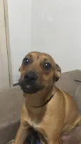 Chico