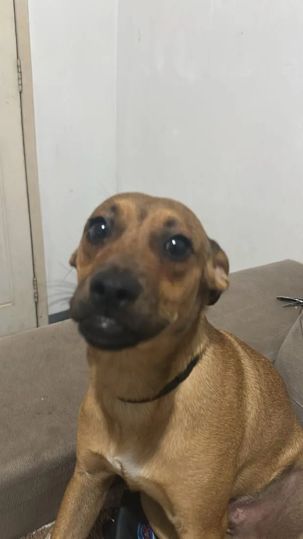 Cachorro raça SRD-ViraLata idade 1 ano nome Chico