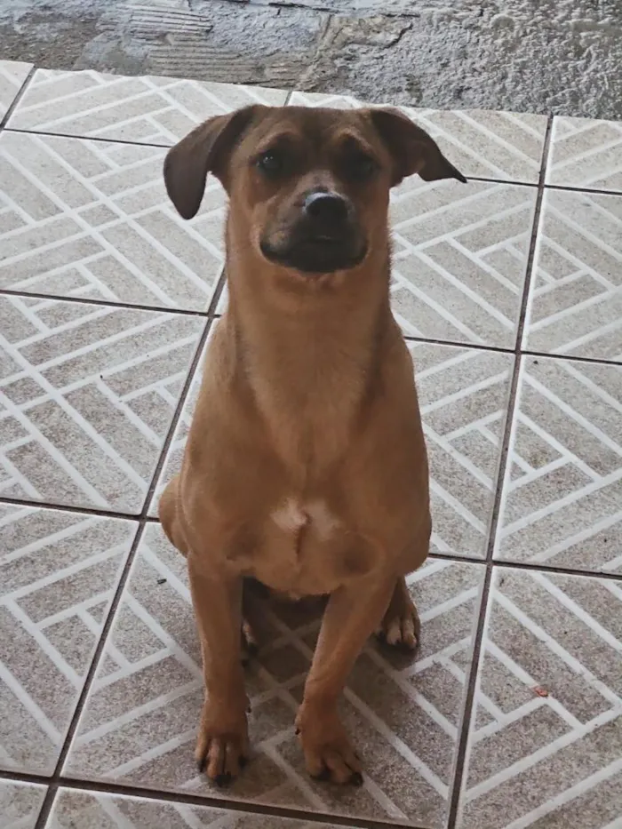Cachorro raça SRD-ViraLata idade 1 ano nome Chico