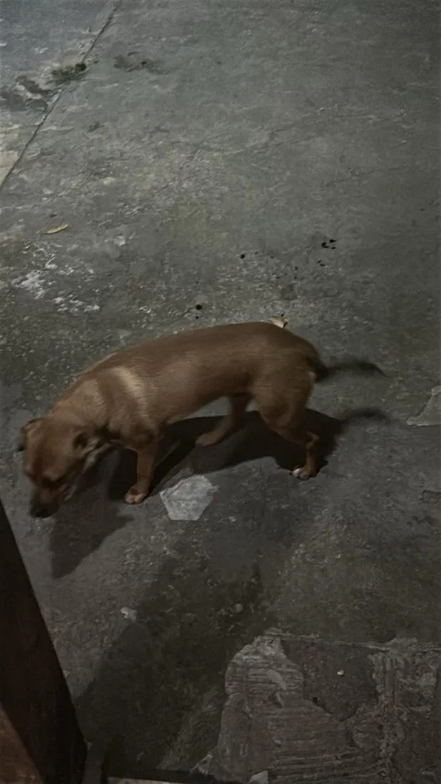 Cachorro raça SRD-ViraLata idade 1 ano nome Chico