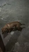 Chico