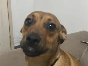 Cachorro raça SRD-ViraLata idade 1 ano nome Chico