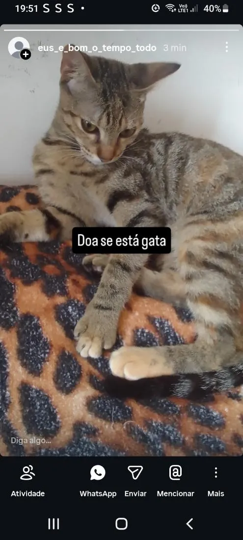 Gato raça SRD-ViraLata idade 2 a 6 meses nome xita 