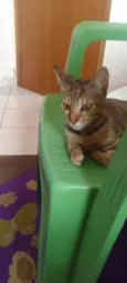 xita 