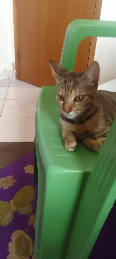 Gato raça SRD-ViraLata idade 2 a 6 meses nome xita 