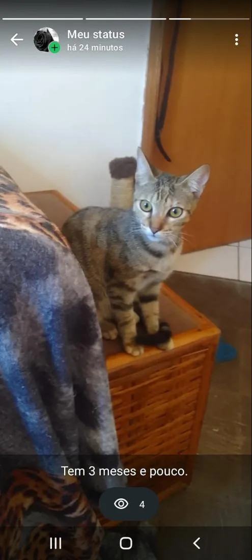 Gato raça SRD-ViraLata idade 2 a 6 meses nome xita 