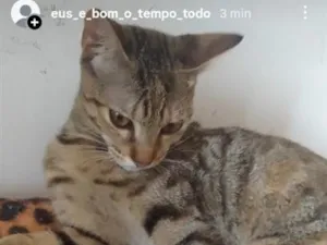 Gato raça SRD-ViraLata idade 2 a 6 meses nome xita 