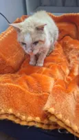 Gatolino