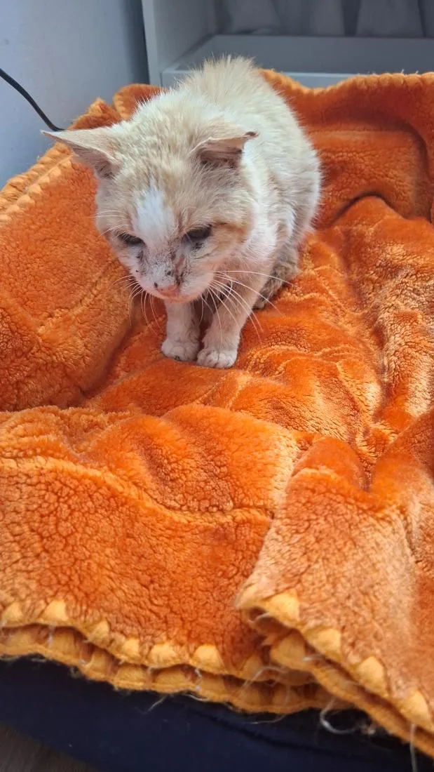 Gato raça SRD-ViraLata idade 6 ou mais anos nome Gatolino