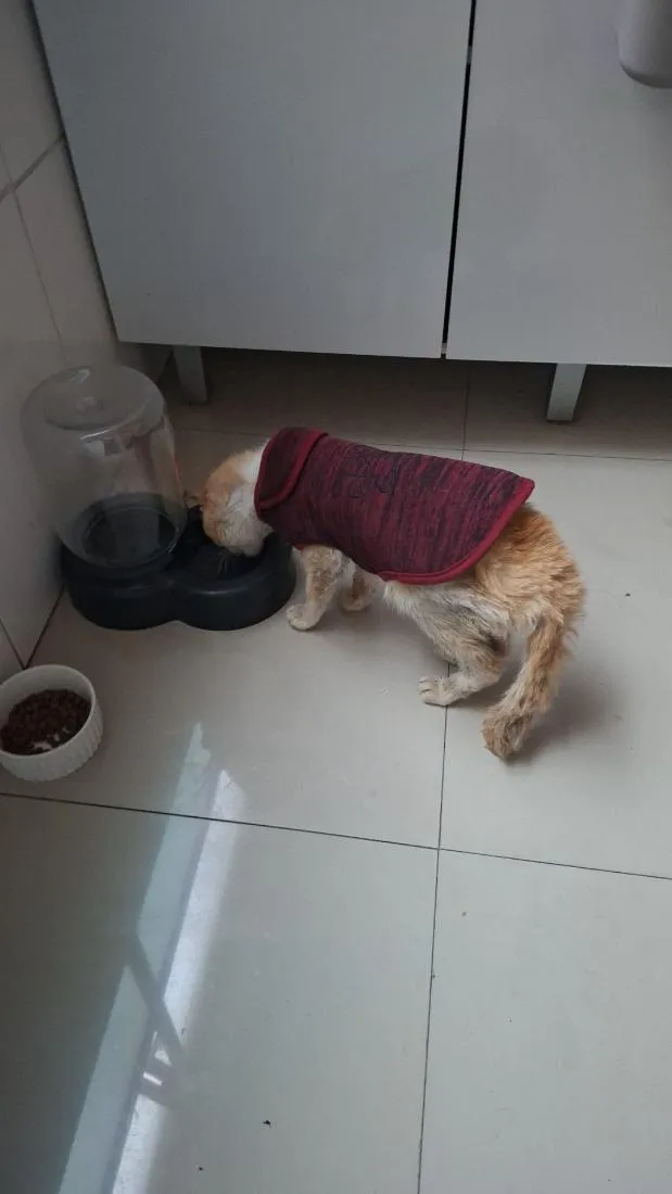 Gato raça SRD-ViraLata idade 6 ou mais anos nome Gatolino