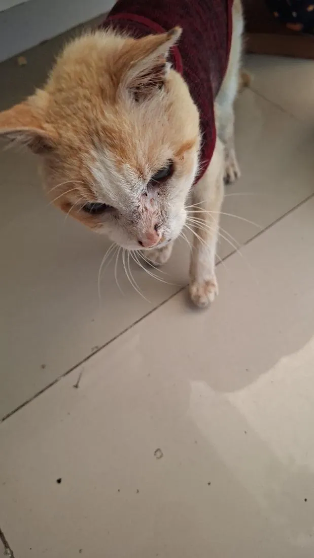 Gato raça SRD-ViraLata idade 6 ou mais anos nome Gatolino