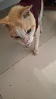 Gatolino
