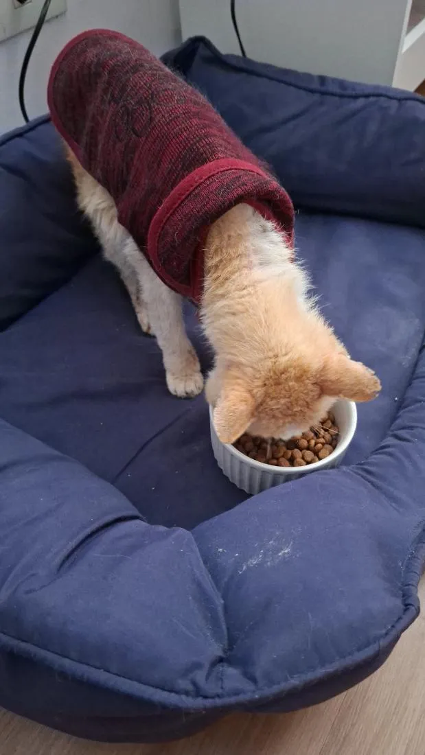 Gato raça SRD-ViraLata idade 6 ou mais anos nome Gatolino