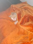 Gatolino