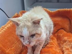 Gato raça SRD-ViraLata idade 6 ou mais anos nome Gatolino