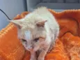 Gatolino
