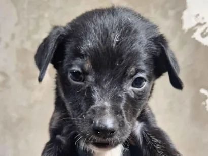 Cachorro raça SRD-ViraLata idade 2 a 6 meses nome não tem