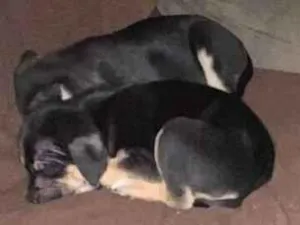 Cachorro raça SRD-ViraLata idade 2 a 6 meses nome Nome ao seu critério 