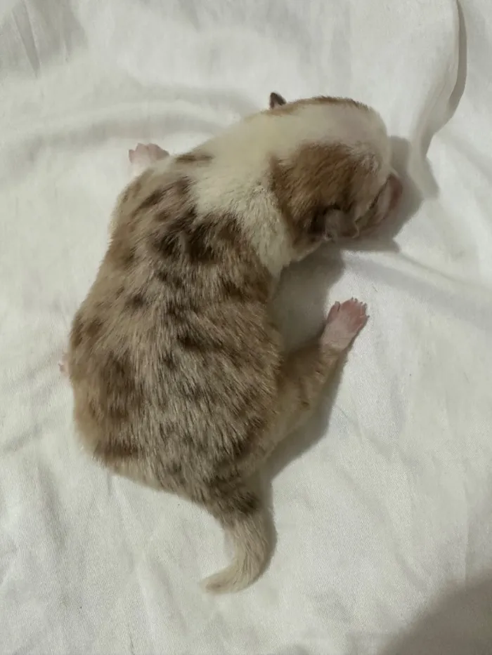 Cachorro raça SRD-ViraLata idade Abaixo de 2 meses nome Não tem nome 