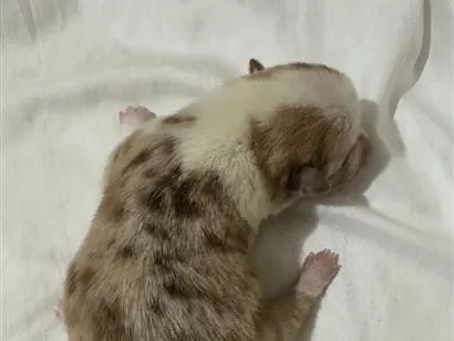Cachorro raça SRD-ViraLata idade Abaixo de 2 meses nome Não tem nome 