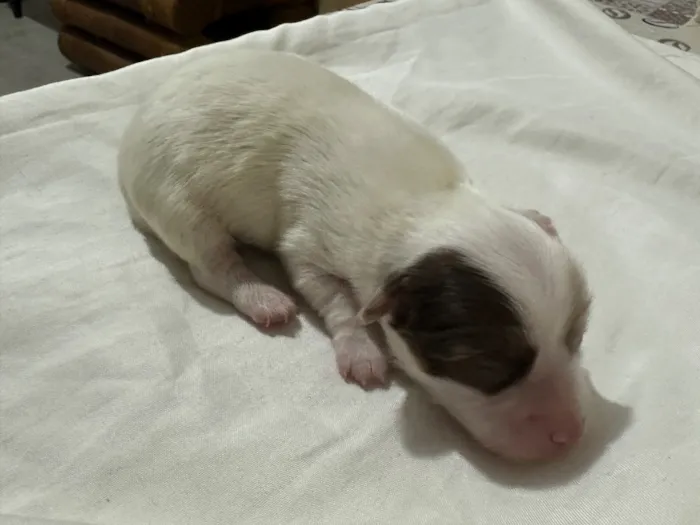 Cachorro raça SRD-ViraLata idade Abaixo de 2 meses nome Não tem nome 