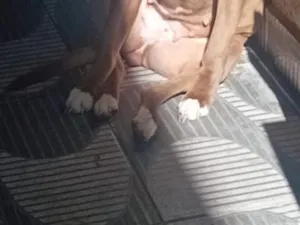 Cachorro raça Pit-Bull idade 2 a 6 meses nome Kiara