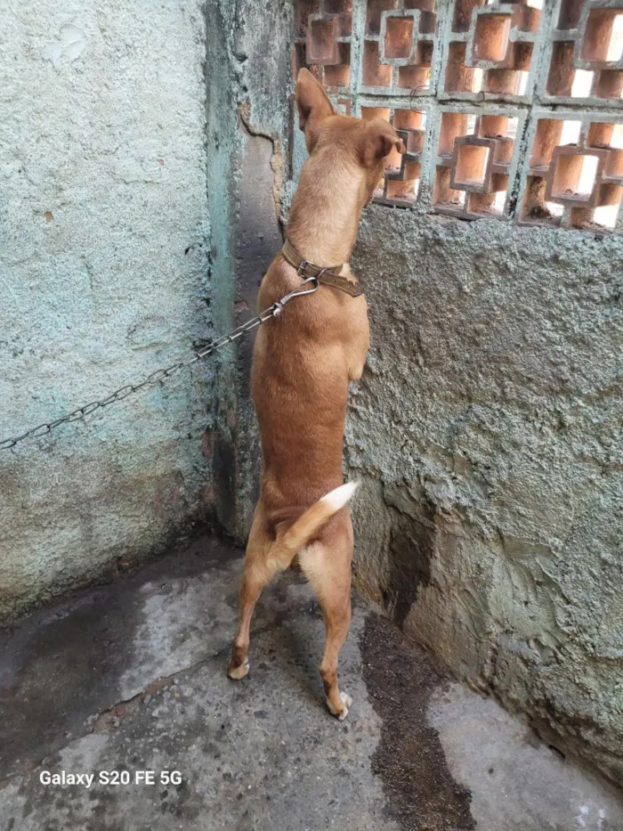 Cachorro raça SRD-ViraLata idade 3 anos nome Billy