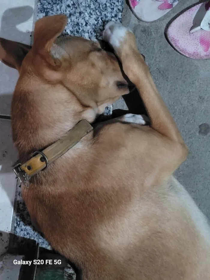 Cachorro raça SRD-ViraLata idade 3 anos nome Billy