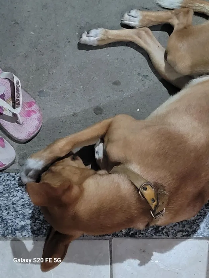 Cachorro raça SRD-ViraLata idade 3 anos nome Billy