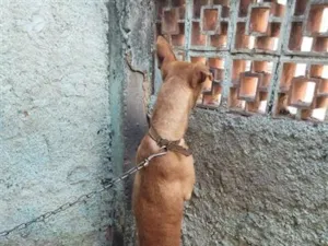 Cachorro raça SRD-ViraLata idade 3 anos nome Billy